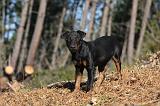 JAGDTERRIER ALLEMAND 101